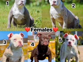 English Bulldog