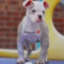 English Bulldog