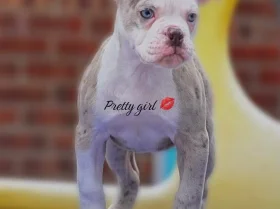 English Bulldog