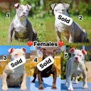 English Bulldog