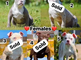English Bulldog