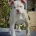 English Bulldog