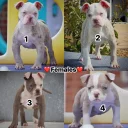 English Bulldog