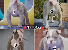 English Bulldog