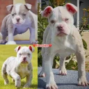 English Bulldog