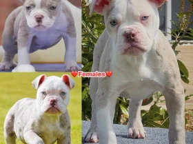 English Bulldog