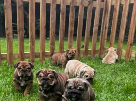 English Bulldog
