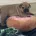 English Bulldog
