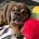 English Bulldog