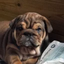 English Bulldog