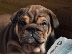 English Bulldog