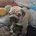 English Bulldog