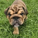 English Bulldog