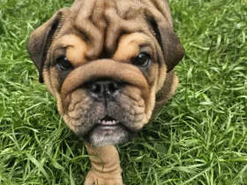 English Bulldog