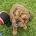 English Bulldog