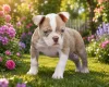 English Bulldog
