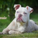 English Bulldog