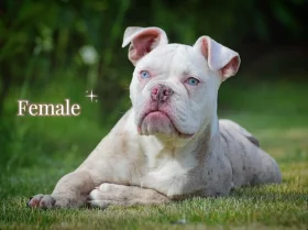 English Bulldog