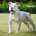 English Bulldog