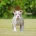 English Bulldog