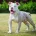 English Bulldog