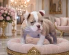 English Bulldog