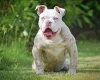 English Bulldog