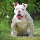English Bulldog