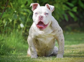 English Bulldog