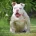 English Bulldog