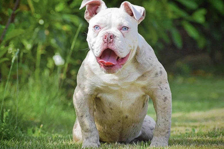 English Bulldog