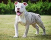 English Bulldog