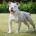 English Bulldog