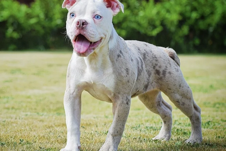 English Bulldog