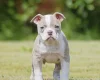 English Bulldog