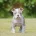 English Bulldog