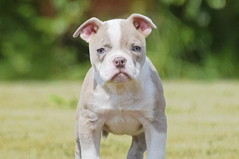 English Bulldog
