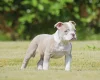 English Bulldog