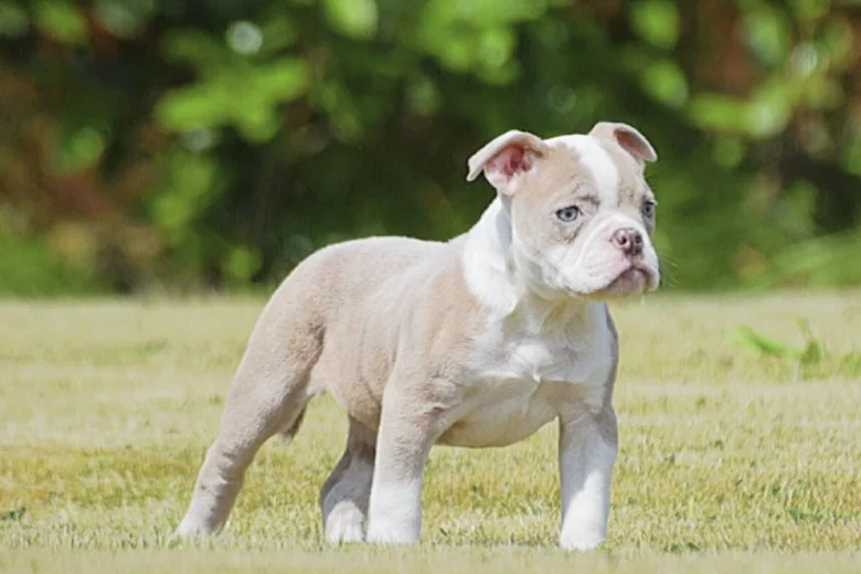 English Bulldog