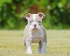 English Bulldog