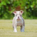 English Bulldog