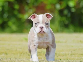 English Bulldog