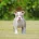 English Bulldog