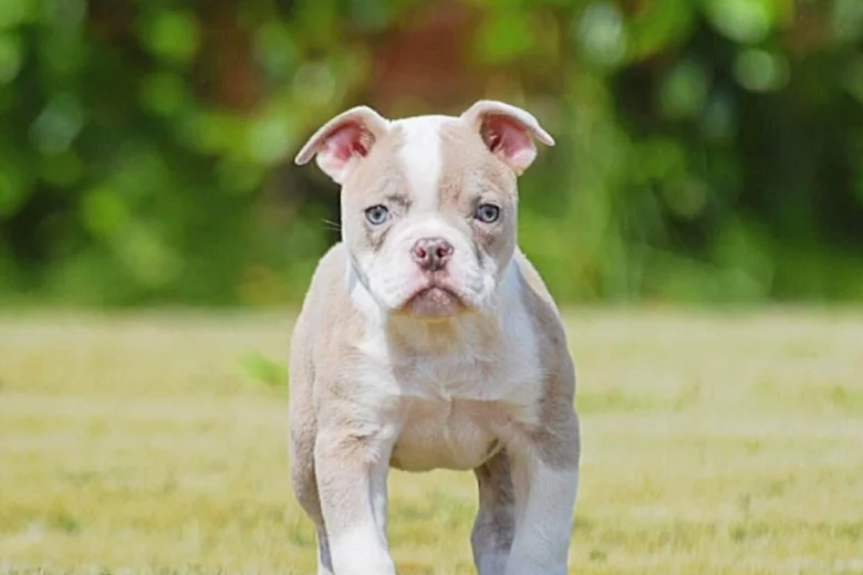 English Bulldog