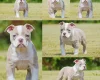 English Bulldog