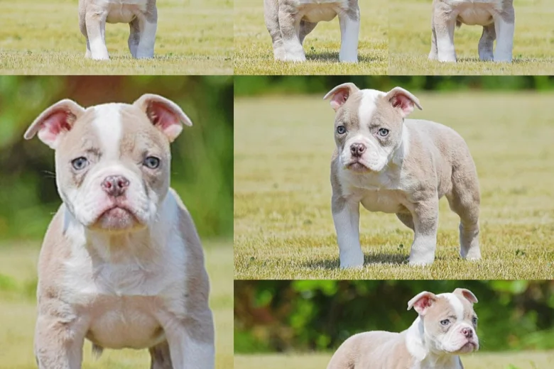 English Bulldog