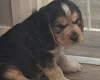 Cocker Spaniel (Show)