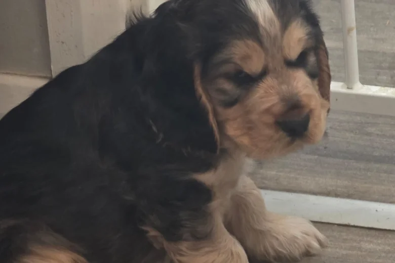 Cocker Spaniel (Show)