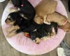 Cocker Spaniel (Show)