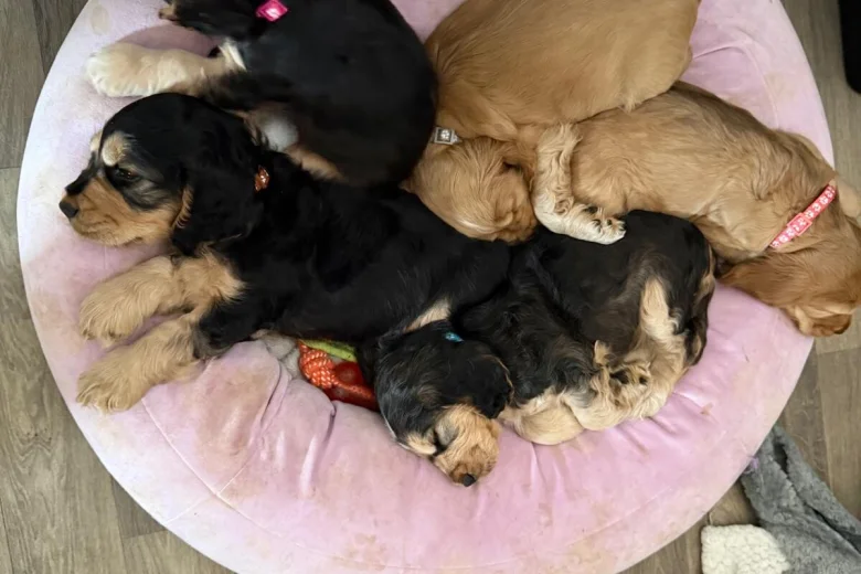 Cocker Spaniel (Show)